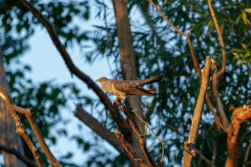 Common Cuckoo (Cuculus canorus).
