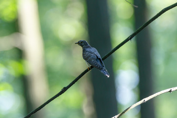 Common Cuckoo (Cuculus canorus).