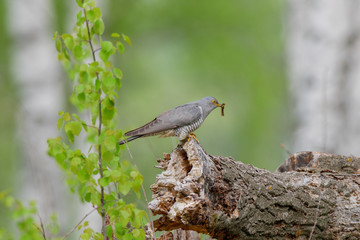 Common Cuckoo (Cuculus canorus).