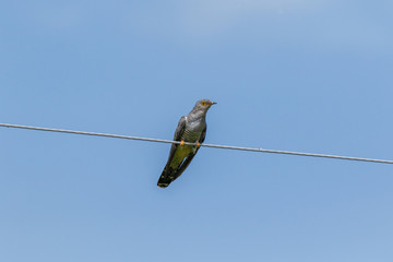 Common Cuckoo (Cuculus canorus).