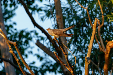 Common Cuckoo (Cuculus canorus).