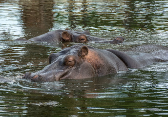 Two Hippopotamus, Hippopotamus amphibius, in water in natural conditions