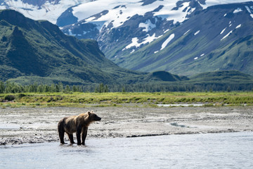 Coastal Alaska brown bear wanders along the river, looking and fishing for salmon in Katmai National Park. Mountains in background