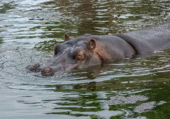 Hippopotamus, Hippopotamus amphibius, in water in natural conditions