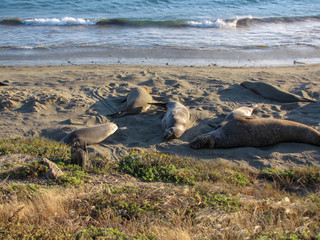Lazy elephant seals sunbathing on the beach, a shore near highway 101, California, USA