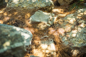 Flora of coniferous forests