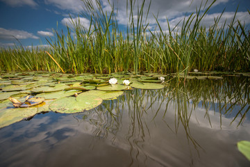 Naturel Lotus flower Ellisiana or Tubtim Siam Water Lily on a sunny reflective water canal