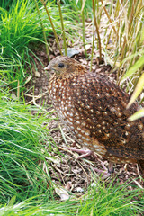 pheasant hen between tufts of grass