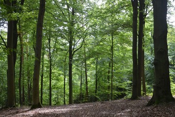 Fototapeta na wymiar Spätsommer im Wald