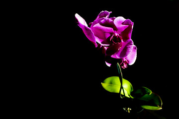 orchid on a black background closeup