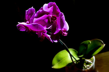 orchid on a black background closeup