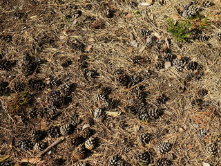Brown forest floor, forest ground, full of falling pine needles and small pine cones, typical of forest in the heath
