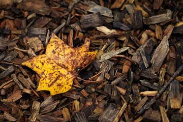 Herbstlaub