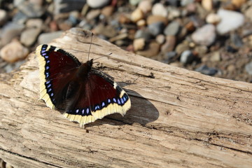 Fototapeta na wymiar Beautiful brown butterfly on a wooden Board on the shore with sand and gravel.
