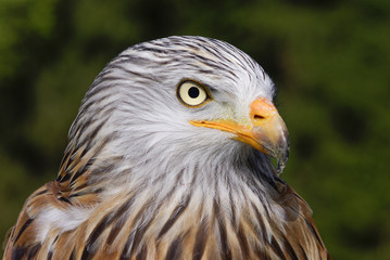 GREIFVÖGEL - ROTMILAN