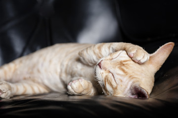 Obraz na płótnie Canvas Sleeping Kitten