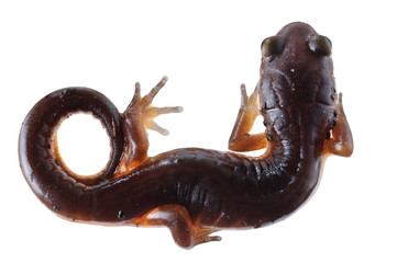 Arboreal Salamander - Aneides lugubris