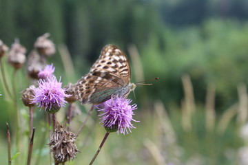 Beautiful brown butterfly on a lilac flower.