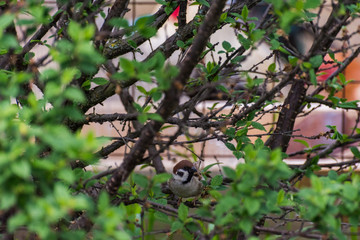 Sparrow in the bushes