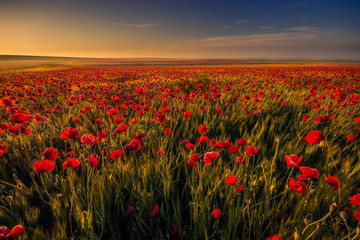 Fototapeta na wymiar Poppy field in a wheat field against blue sky