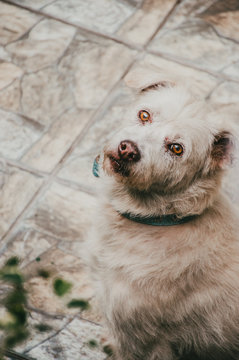 Dogs - Puppys