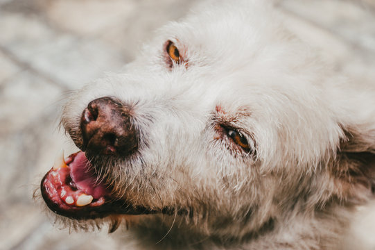 Dogs - Puppys
