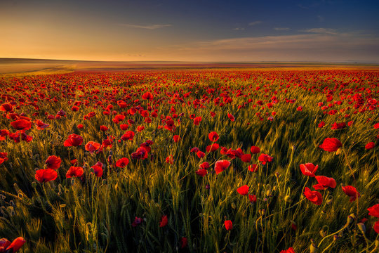 Poppy field in a wheat field against blue sky