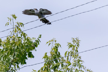 Common Cuckoo (Cuculus canorus).