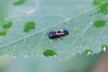 Larva of an Asian ladybeetle (Harmonia axyridis)