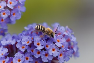 Plasterer bee (Colletes sp.) on a flower