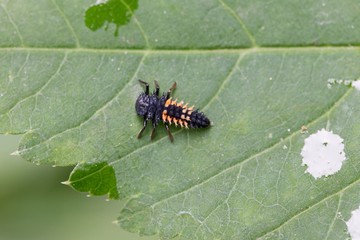 Larva of an Asian ladybeetle (Harmonia axyridis)