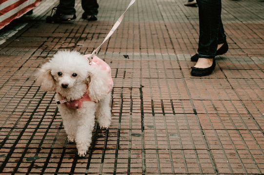 Dogs - Puppys