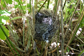 Acrocephalus palustris. The nest of the Marsh Warbler in nature. Common Cuckoo