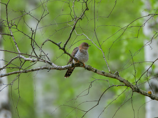 Common Cuckoo (Cuculus canorus).