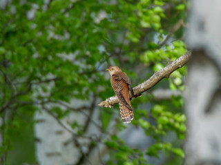 Common Cuckoo (Cuculus canorus).