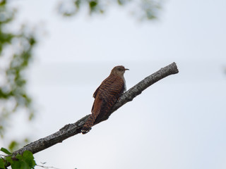 Common Cuckoo (Cuculus canorus).