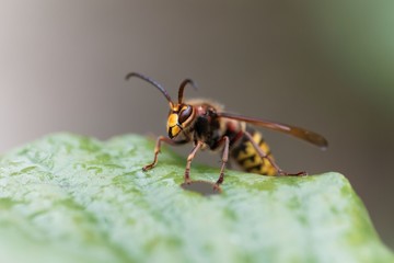 European hornet (Vespa crabro) on a green leaf.