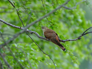 Common Cuckoo (Cuculus canorus).
