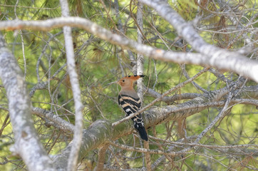 Upupa epops. Hoopoe. Bird with a long down-curved bill, a large erectile crest, and black and white...