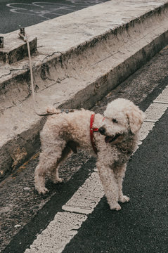 Dogs - Puppys
