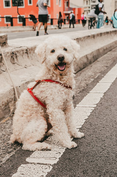Dogs - Puppys