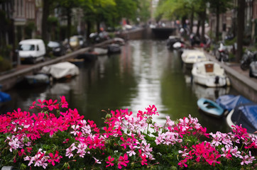 Fototapeta na wymiar Blurry view of an Amsterdam canal with pink flowers in the foreground.