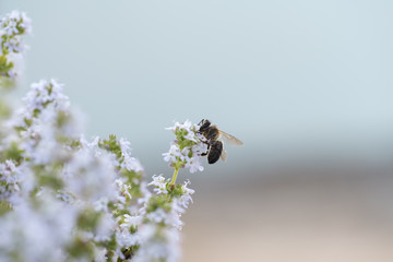 Abeja obrera que trabaja y se alimenta en la flor del tomillo