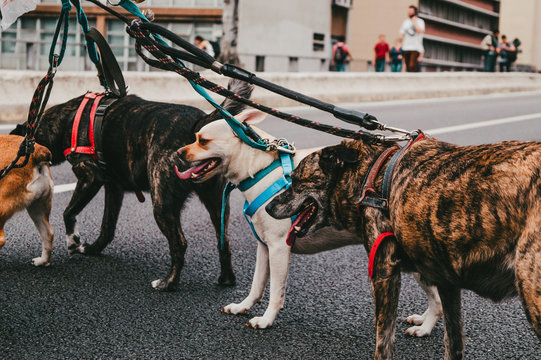 Dogs - Puppys