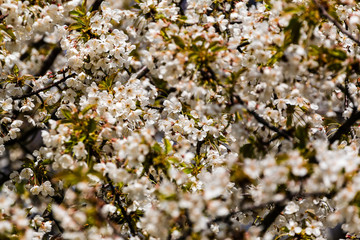 Kirschbaum steht in voller Blüte