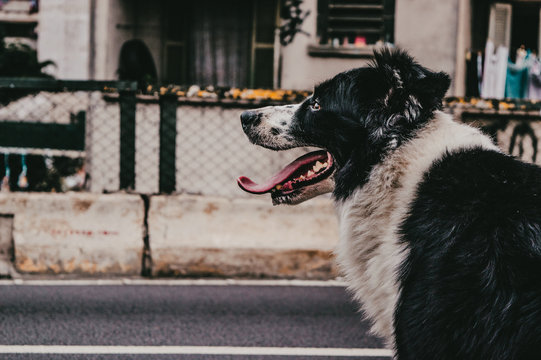 Dogs - Puppys