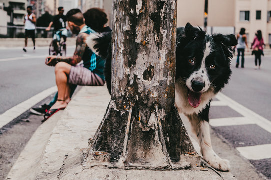 Dogs - Puppys