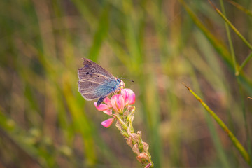 Beautiful colored butterfly on a flower