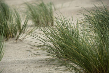detail of gras in the desert sand