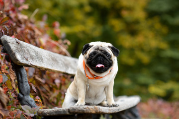 pug in the garden
